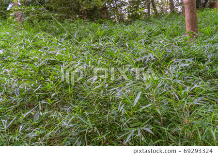 [Natural material] Photograph of bamboo leaves with a cool image 69293324