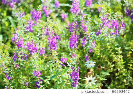 Angelonian flowers Angelonian flowers 69293442