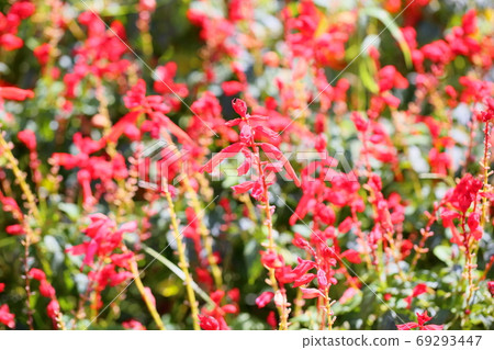 Salvia Splendens花 Salvia Splendens花 69293447