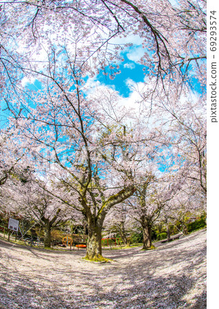 Utsubuki Park, cherry blossoms in full bloom, blue sky Utsubuki Park, cherry blossoms in full bloom, blue sky 69293574