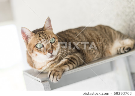 tabby cat sit tabby cat sit 69293763