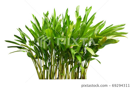 Heliconia bush isolate white background. Heliconia bush isolate white background. 69294311