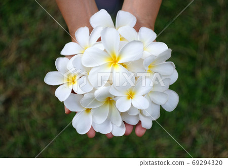 White Plumeria flower in hand on green background. White Plumeria flower in hand on green background. 69294320