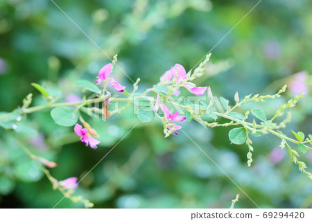 Hagi flower Hagi flower 69294420