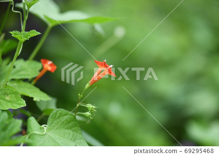 Early autumn 69295468