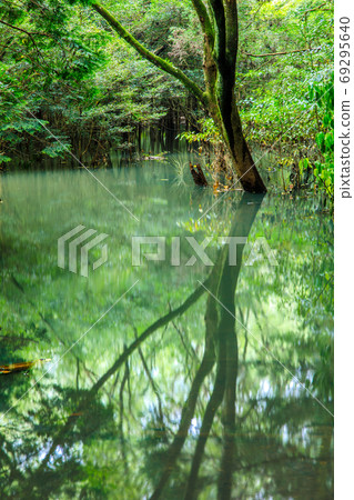 A gorgeous pond of fresh green appears after heavy rain [Sasebo City, Nagasaki Prefecture] 69295640