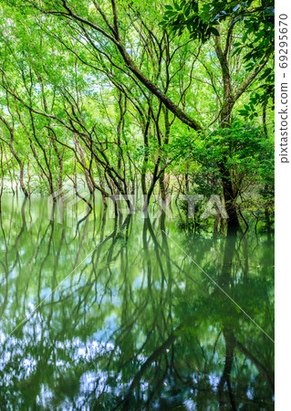 A gorgeous pond of fresh green appears after heavy rain [Sasebo City, Nagasaki Prefecture] 69295670