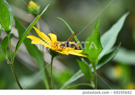 Wasp visiting the flower of chrysanthemum 69295682