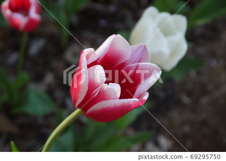 Tulip blooming in the park 69295750