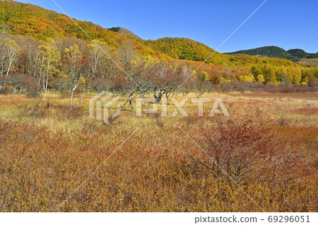 Autumn leaves Odashirogahara and forest Autumn leaves Odashirogahara and forest 69296051