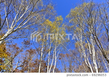 秋天的顏色在奧多西羅加哈拉樺樹 69296053