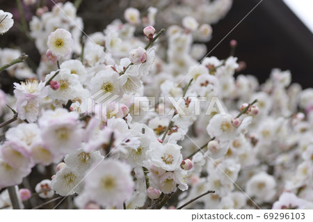 Hojuji Kaume (as you wish) 69296103