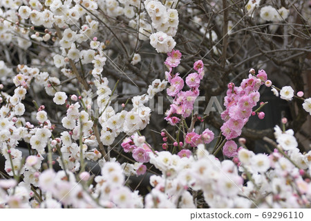 Hojuji Kaume（如您所願） 69296110