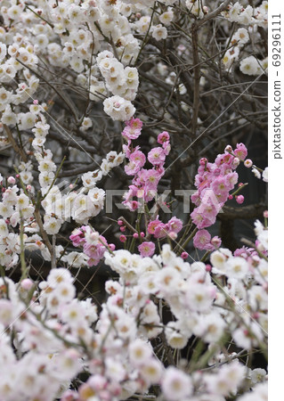 Hojuji Kaume (as you wish) 69296111