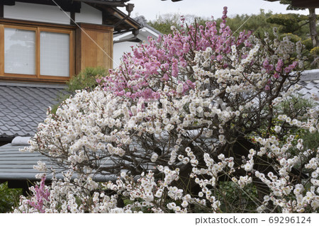 Hojuji Kaume (as you wish) 69296124