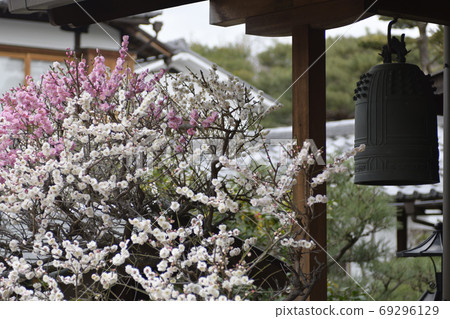 Hojuji Kaume (as you wish) 69296129