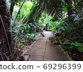 Palm forest track in rainy season with sunshine, Thailand. 69296399