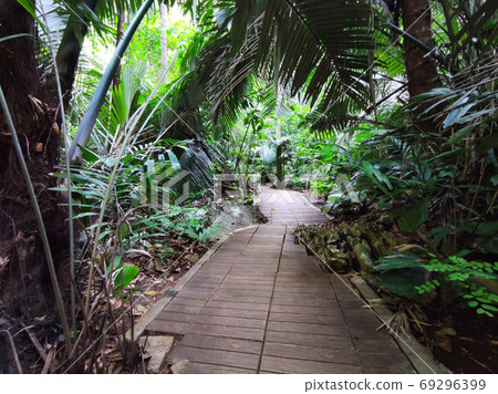 Palm forest track in rainy season with sunshine, Thailand. 69296399