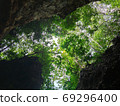 uprisen angle view of green leaves trees and cliff in the forest 69296400