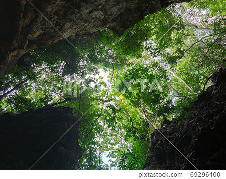 uprisen angle view of green leaves trees and cliff in the forest 69296400