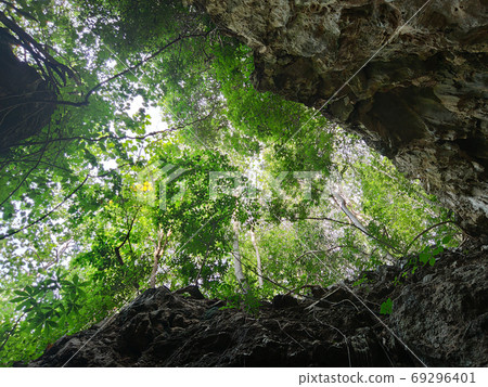 uprisen view of green leaves trees and rocks frame in the forest uprisen view of green leaves trees and rocks frame in the forest 69296401