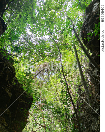 vertical photo of uprisen angle view of green leaves trees and c vertical photo of uprisen angle view of green leaves trees and c 69296402