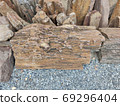 piece of brown petrified wood on the ground in Thailand 69296404