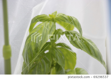 Basil and insect repellent measures Stock Photo 69296537 PIXTA