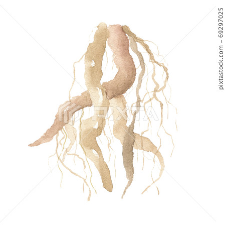 玉崎鶴隆的根 玉崎鶴隆的根 69297025