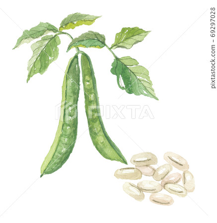 白豆莢，葉子和果實 69297028