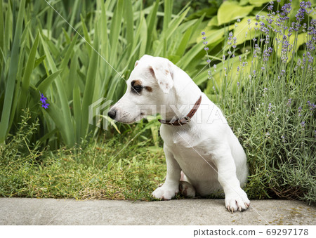 White Jack Russel terrier dog White Jack Russel terrier dog 69297178