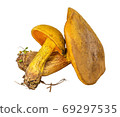 Olive-brown oak on a white background 69297535