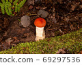 Red boletus in its natural environment 69297536