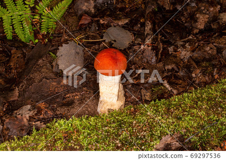 Red boletus in its natural environment Red boletus in its natural environment 69297536