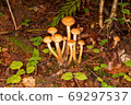 the galerina bordered 69297537