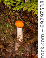 Red boletus in its natural environmentred capped scaber stalk 69297538