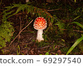 red fly agaric forest 69297540