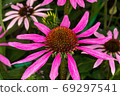 Purple garden chamomile. thin petals and convex center 69297541