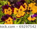 pansy flowers in the flowerbed 69297542