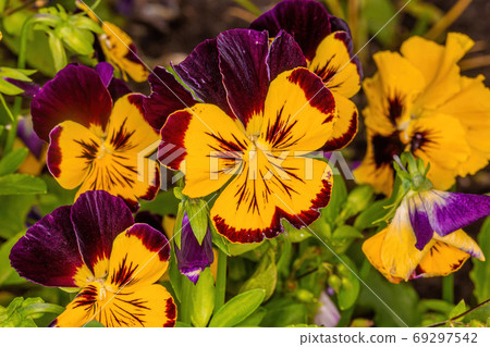 pansy flowers in the flowerbed pansy flowers in the flowerbed 69297542