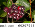 brush black fruited rowan 69297543