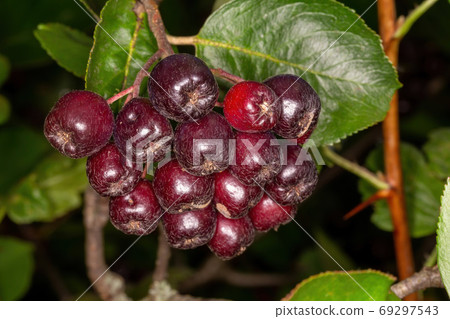 brush black fruited rowan 69297543