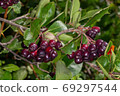 brush black fruited rowan 69297544