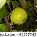 green apple branch 69297545