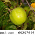 green apple branch 69297646