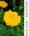 yellow flower macro photo 69297647
