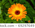 orange camomile flower bed 69297649
