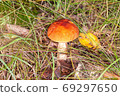 Red boletus in its natural environment 69297650