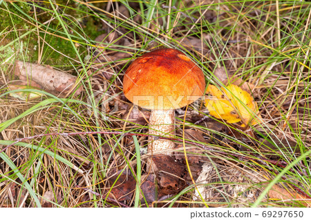 Red boletus in its natural environment Red boletus in its natural environment 69297650