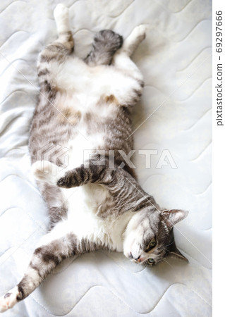 Nyanko socks, a white and gray Sabatra cat that sleeps on its back in bed 69297666